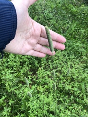 Phleum pratense
