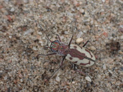 Cicindela limbata labradorensis