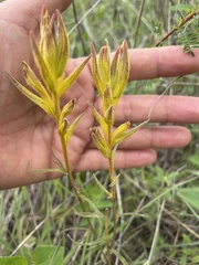 Castilleja angustata