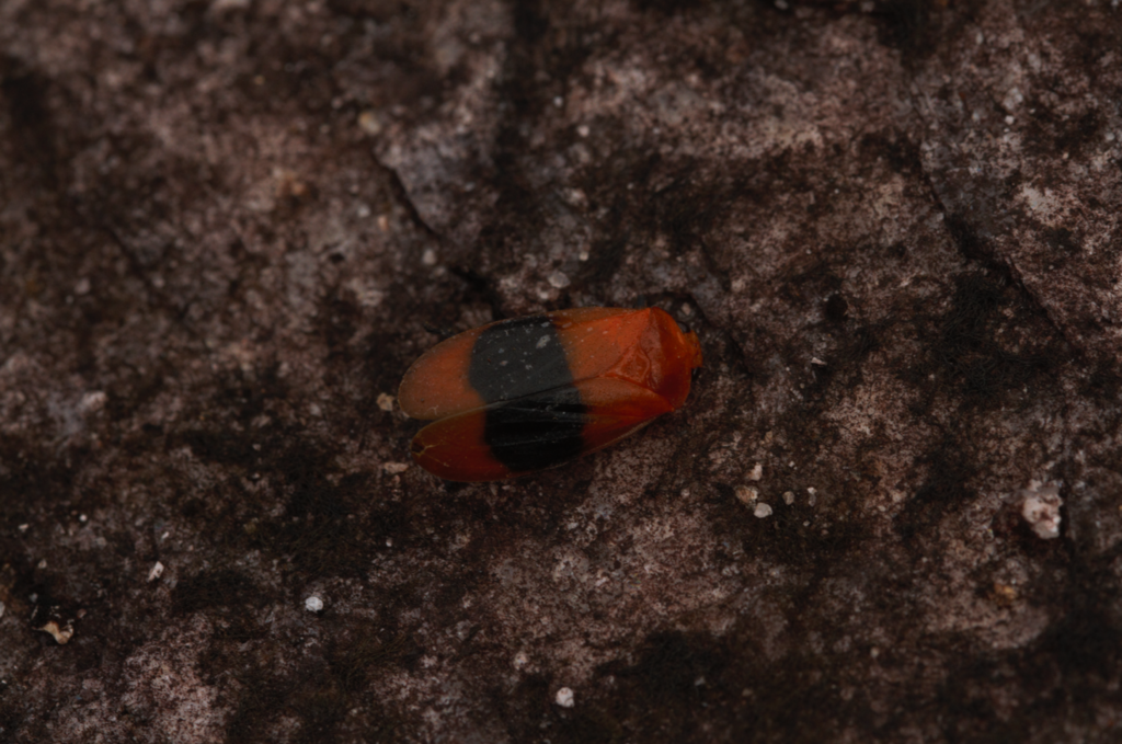 Ischnorhina ephippium
