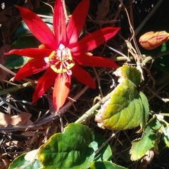 Passiflora vitifolia