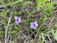 Dyschoriste microphylla