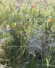 Liparia splendens comantha