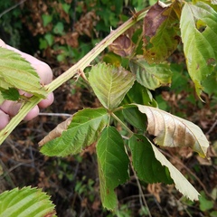Rubus oklahomus