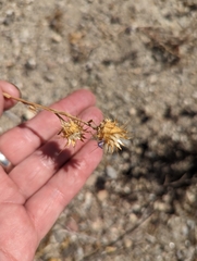 Eriastrum densifolium