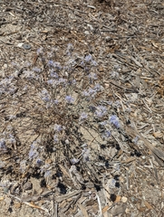 Eriastrum densifolium