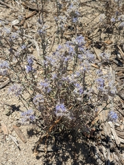 Eriastrum densifolium