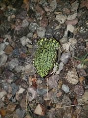 Anaxyrus debilis