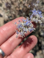 Eriastrum densifolium