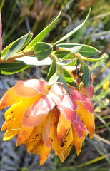 Liparia splendens comantha