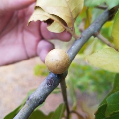 Amphibolips globulus
