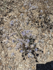 Eriastrum densifolium