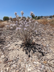 Eriastrum densifolium