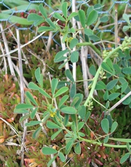 Melilotus messanensis