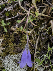 Campanula lasiocarpa