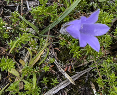 Campanula lasiocarpa