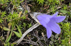 Campanula lasiocarpa