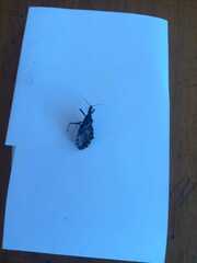 Triatoma infestans