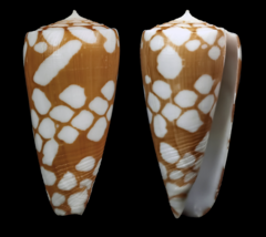 Conus cordigera
