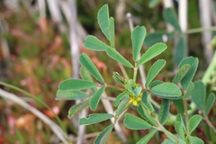 Melilotus messanensis