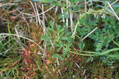 Melilotus messanensis