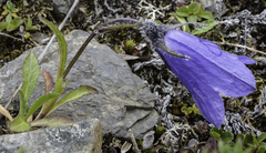 Campanula lasiocarpa