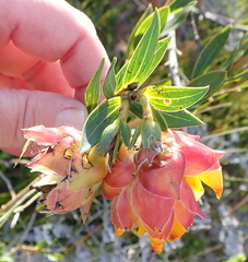 Liparia splendens comantha