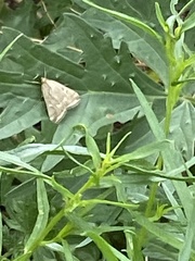 Loxostege sticticalis
