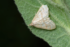 Paracorsia repandalis