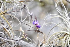 Tillandsia streptocarpa