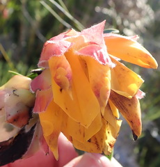 Liparia splendens comantha