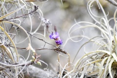 Tillandsia streptocarpa