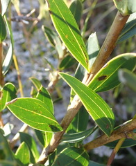 Liparia splendens comantha