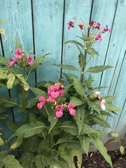 Impatiens glandulifera
