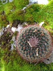 Mammillaria rhodantha fera-rubra