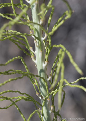 Thelypodium milleflorum