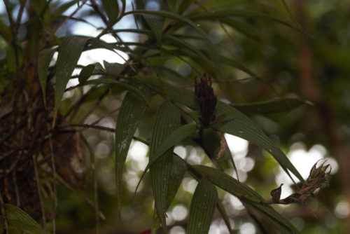 Elleanthus caravata, photograph 6
