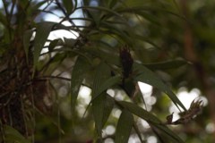 Elleanthus caravata