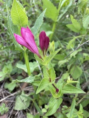 Spigelia scabrella
