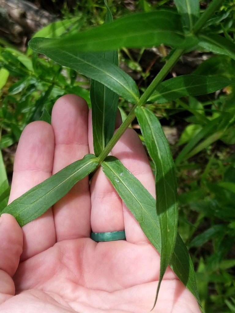 Purple Loosestrife (Indiana Pesticide Plants) · iNaturalist