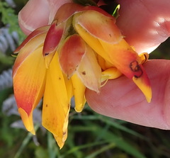 Liparia splendens comantha