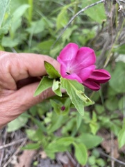 Spigelia scabrella