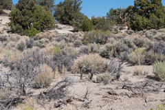 Thelypodium milleflorum