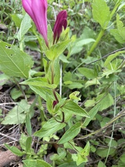 Spigelia scabrella