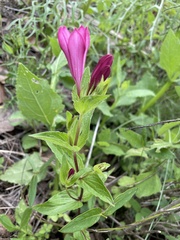 Spigelia scabrella