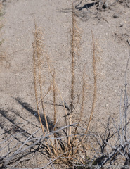 Thelypodium milleflorum