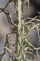 Thelypodium milleflorum