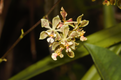 Encyclia granitica