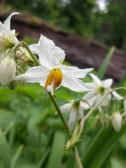 Solanum carolinense