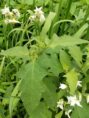 Solanum carolinense